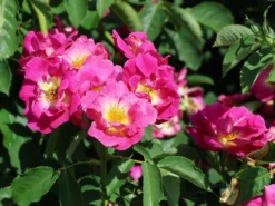 Bodendecker-Rose 'Weg Der Sinne' ® 18 Bodendecker-Rose 'Weg Der Sinne' ® -Deutschland Garten Funk Verkaufs-Shop bodendecker rose weg der sinne m099200 w 8