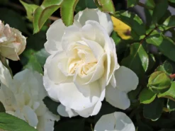 Bodendecker-Rose 'White Meidiland ®' 10 Bodendecker-Rose 'White Meidiland ®' -Deutschland Garten Funk Verkaufs-Shop bodendecker rose white meidiland m002760 w 0