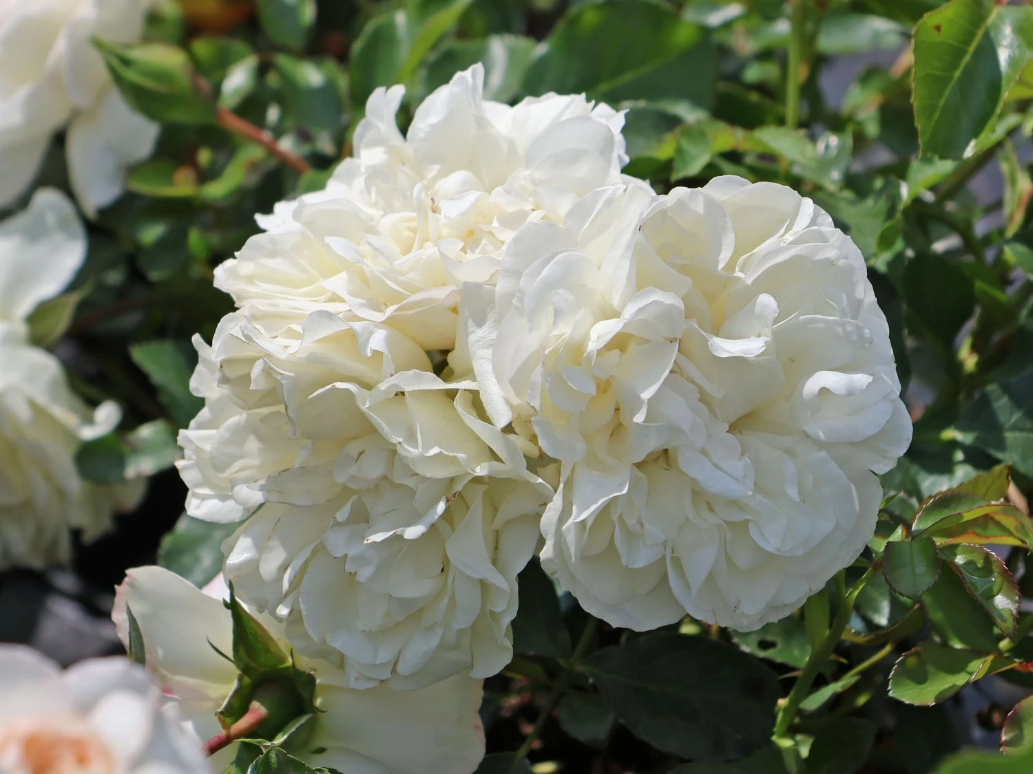 Bodendecker-Rose 'White Meidiland ®' 2 Bodendecker-Rose 'White Meidiland ®' – Bild 2