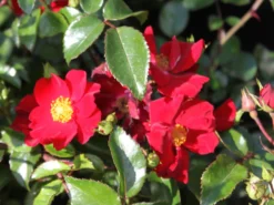 Bodendecker-Rose 'Alcantara' ® 16 Bodendecker-Rose 'Alcantara' ® -Deutschland Garten Funk Verkaufs-Shop bodendeckerrose alcantara m009395 w 1