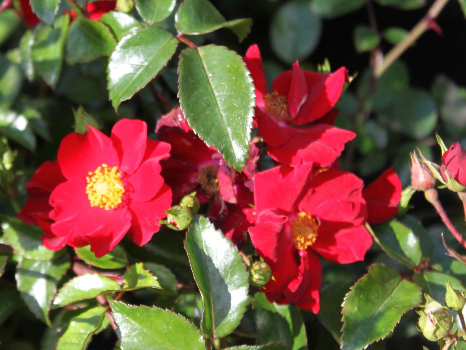 Bodendecker-Rose 'Alcantara' ® 6 Bodendecker-Rose 'Alcantara' ® – Bild 6