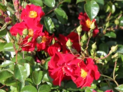 Bodendecker-Rose 'Alcantara' ® 17 Bodendecker-Rose 'Alcantara' ® -Deutschland Garten Funk Verkaufs-Shop bodendeckerrose alcantara m009395 w 2