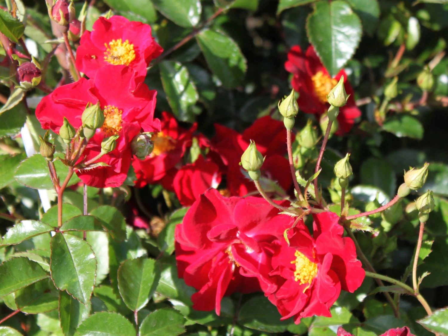 Bodendecker-Rose 'Alcantara' ® 7 Bodendecker-Rose 'Alcantara' ® – Bild 7