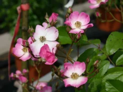 Bodendecker-Rose 'Ballerina' 17 Bodendecker-Rose 'Ballerina' -Deutschland Garten Funk Verkaufs-Shop bodendeckerrose ballerina m002894 w 1