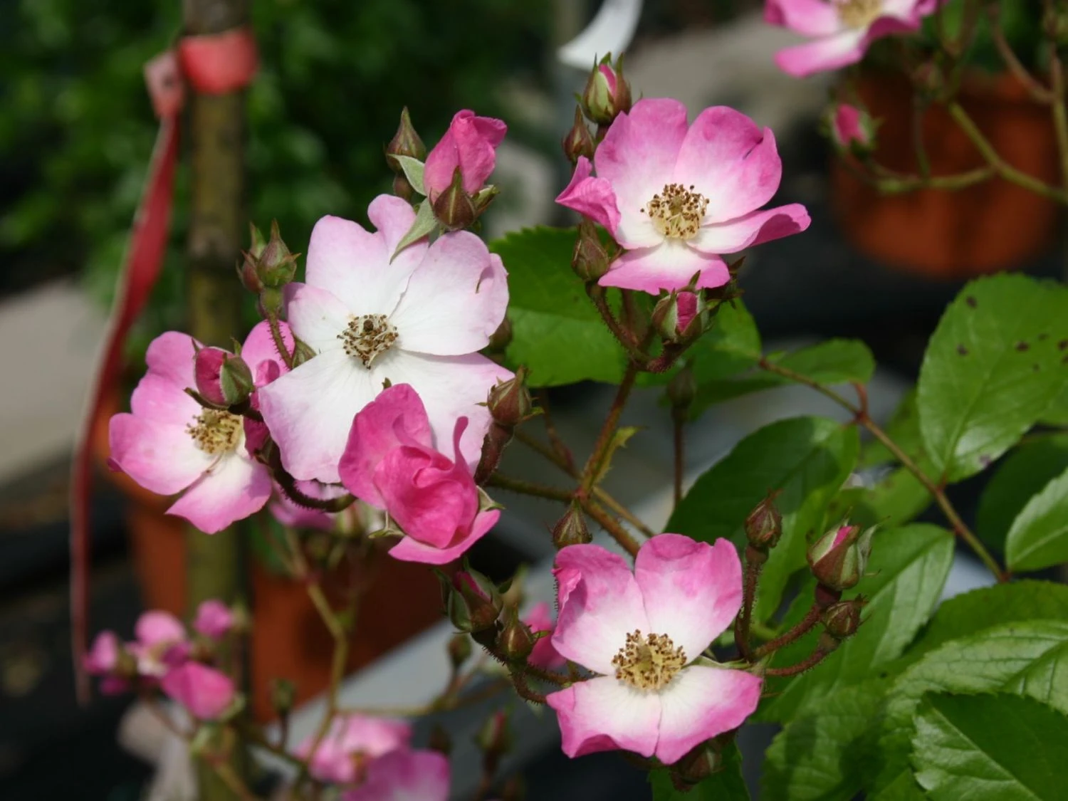 Bodendecker-Rose 'Ballerina' 6 Bodendecker-Rose 'Ballerina' – Bild 6