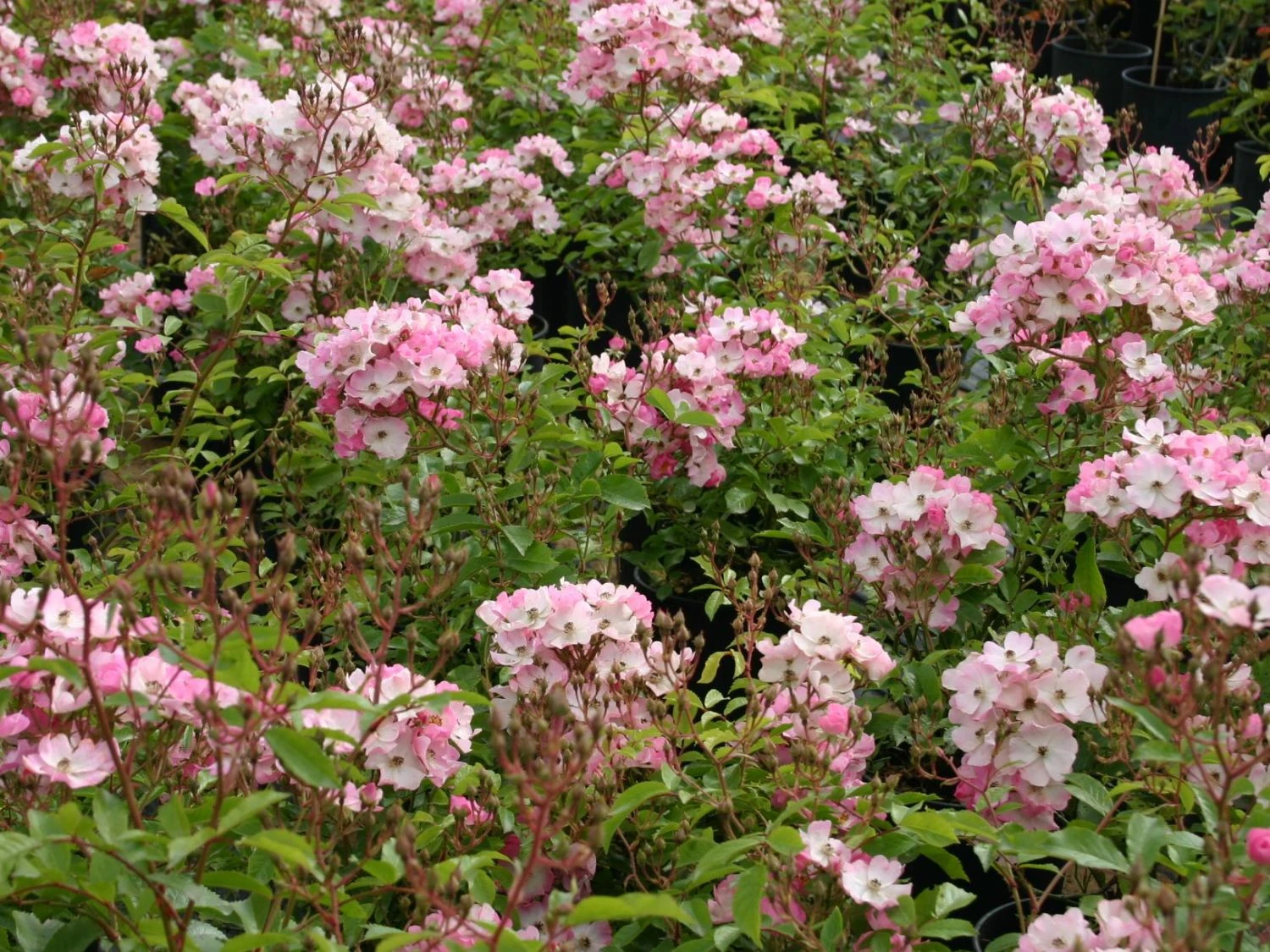 Bodendecker-Rose 'Ballerina' 7 Bodendecker-Rose 'Ballerina' – Bild 7