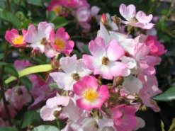 Bodendecker-Rose 'Ballerina' 15 Bodendecker-Rose 'Ballerina' -Deutschland Garten Funk Verkaufs-Shop bodendeckerrose ballerina m002894 w 7