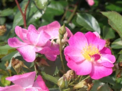 Bodendecker-Rose 'Ballerina' 16 Bodendecker-Rose 'Ballerina' -Deutschland Garten Funk Verkaufs-Shop bodendeckerrose ballerina m002894 w 8