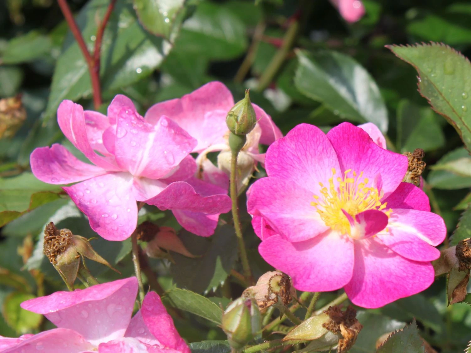 Bodendecker-Rose 'Ballerina' 5 Bodendecker-Rose 'Ballerina' – Bild 5