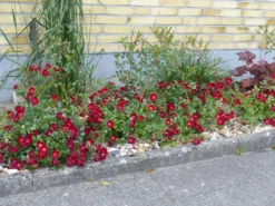 Bodendecker-Rose 'Bassino' ® 19 Bodendecker-Rose 'Bassino' ® -Deutschland Garten Funk Verkaufs-Shop bodendeckerrose bassino m005714 738816 0