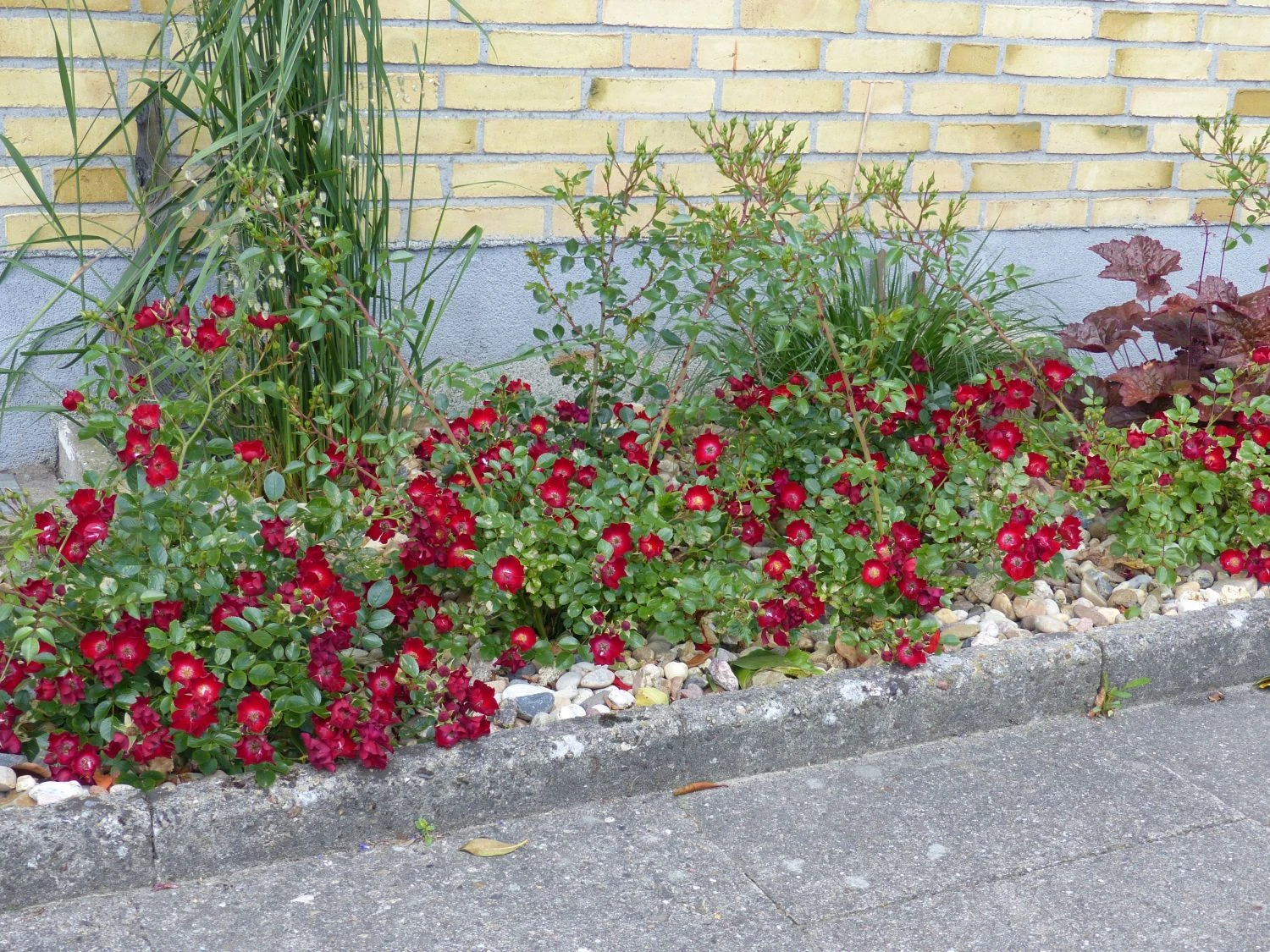 Bodendecker-Rose 'Bassino' ® 8 Bodendecker-Rose 'Bassino' ® – Bild 8