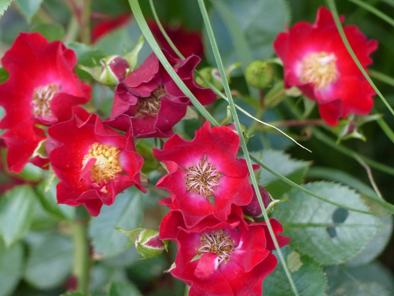 Bodendecker-Rose 'Bassino' ® 7 Bodendecker-Rose 'Bassino' ® – Bild 7