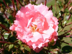 Bodendecker-Rose 'Blühwunder' ® 9 Bodendecker-Rose 'Blühwunder' ® -Deutschland Garten Funk Verkaufs-Shop bodendeckerrose bluehwunder 08 m005818 w 0