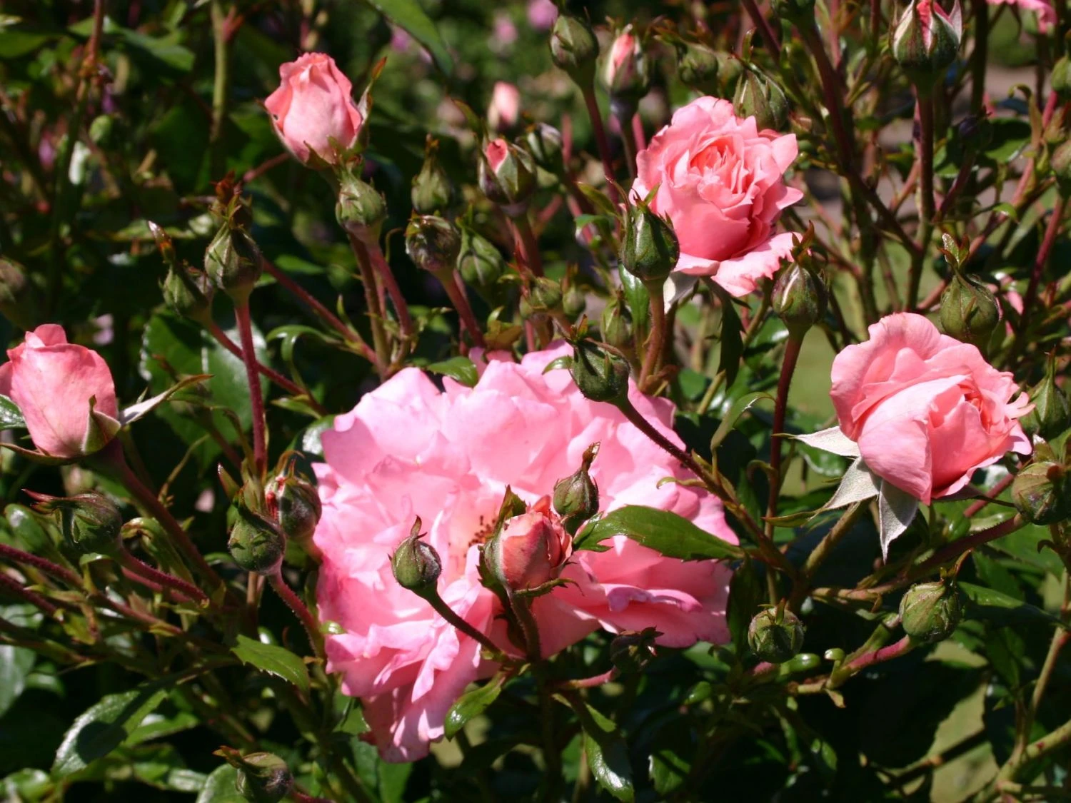 Bodendecker-Rose 'Blühwunder' ® 5 Bodendecker-Rose 'Blühwunder' ® – Bild 5