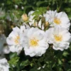 Bodendecker-Rose 'Diamant' ®