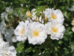 Bodendecker-Rose 'Diamant' ®