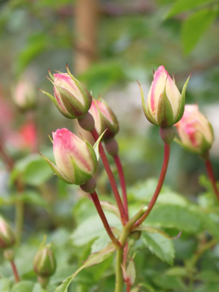 Bodendecker-Rose 'Diamant' ® 4 Bodendecker-Rose 'Diamant' ® – Bild 4