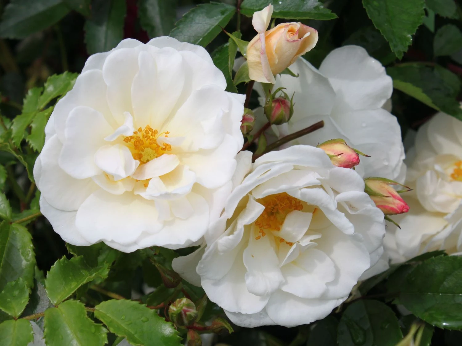 Bodendecker-Rose 'Diamant' ® 9 Bodendecker-Rose 'Diamant' ® – Bild 9