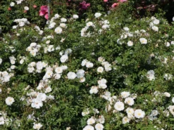 Bodendecker-Rose 'Diamant' ® 15 Bodendecker-Rose 'Diamant' ® -Deutschland Garten Funk Verkaufs-Shop bodendeckerrose diamant m002948 w 5