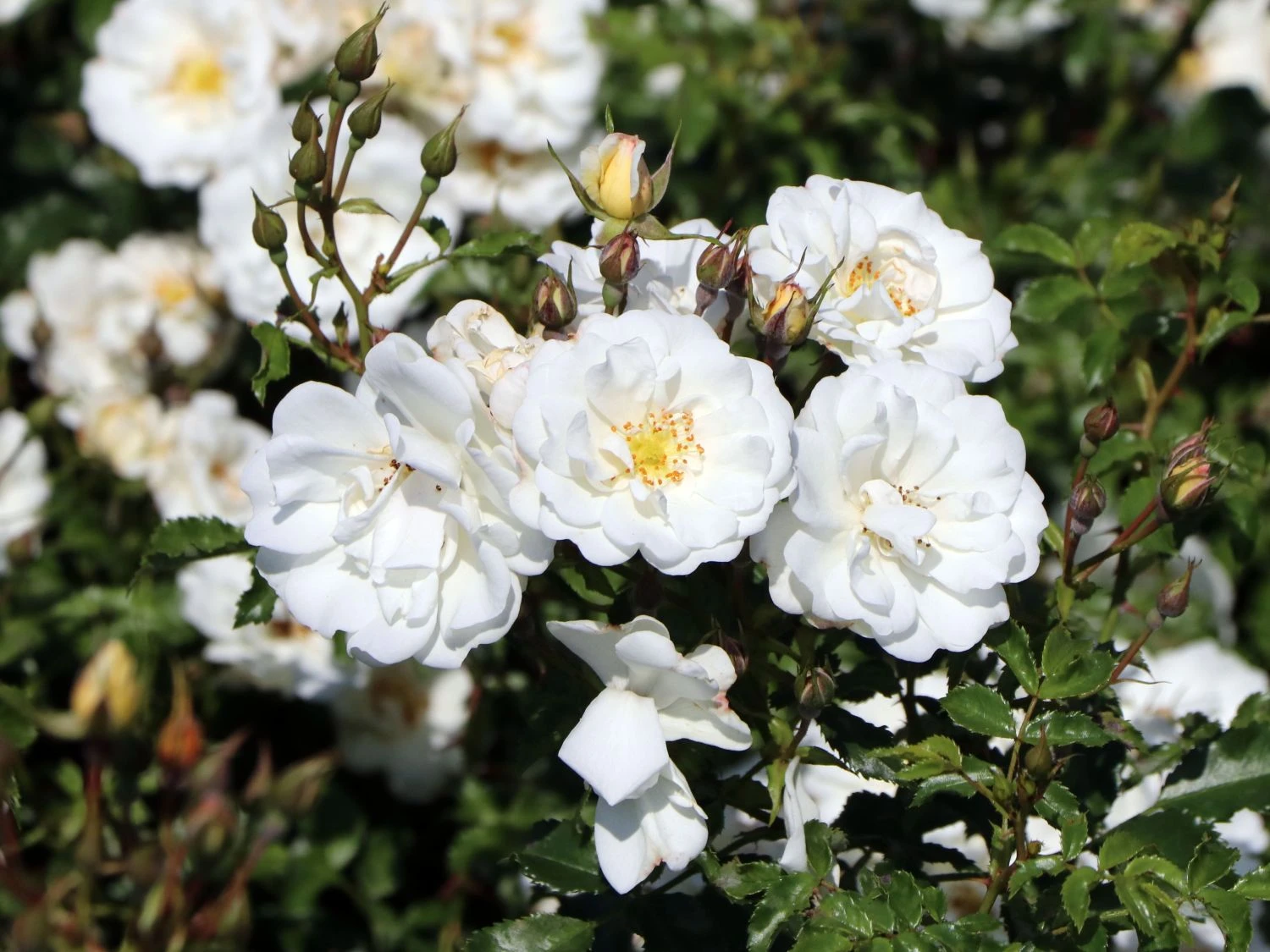 Bodendecker-Rose 'Diamant' ® 6 Bodendecker-Rose 'Diamant' ® – Bild 6