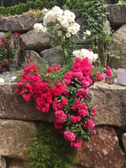 Bodendeckerrose 'Gärtnerfreude' ® / 'Toscana' ® -Deutschland Garten Funk Verkaufs-Shop bodendeckerrose gaertnerfreude toscana m002980 193676 0