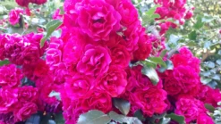 Bodendeckerrose 'Gärtnerfreude' ® / 'Toscana' ® -Deutschland Garten Funk Verkaufs-Shop bodendeckerrose gaertnerfreude toscana m002980 236999 0