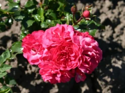 Bodendeckerrose 'Gärtnerfreude' ® / 'Toscana' ® -Deutschland Garten Funk Verkaufs-Shop bodendeckerrose gaertnerfreude toscana m002980 w 0