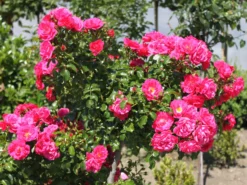 Bodendeckerrose 'Gärtnerfreude' ® / 'Toscana' ® -Deutschland Garten Funk Verkaufs-Shop bodendeckerrose gaertnerfreude toscana m002980 w 2