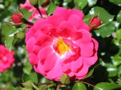 Bodendeckerrose 'Gärtnerfreude' ® / 'Toscana' ® -Deutschland Garten Funk Verkaufs-Shop bodendeckerrose gaertnerfreude toscana m002980 w 3