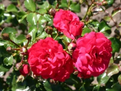 Bodendeckerrose 'Gärtnerfreude' ® / 'Toscana' ® -Deutschland Garten Funk Verkaufs-Shop bodendeckerrose gaertnerfreude toscana m002980 w 4