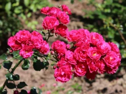 Bodendeckerrose 'Gärtnerfreude' ® / 'Toscana' ® -Deutschland Garten Funk Verkaufs-Shop bodendeckerrose gaertnerfreude toscana m002980 w 5