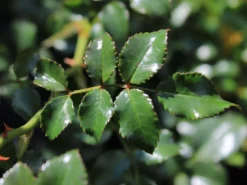 Bodendeckerrose 'Gärtnerfreude' ® / 'Toscana' ® -Deutschland Garten Funk Verkaufs-Shop bodendeckerrose gaertnerfreude toscana m002980 w 7