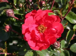 Bodendecker-Rose 'Heidekind' ® -Deutschland Garten Funk Verkaufs-Shop bodendeckerrose heidekind m003004 w 1