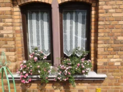 Bodendecker-Rose 'Knirps' ® 26 Bodendecker-Rose 'Knirps' ® -Deutschland Garten Funk Verkaufs-Shop bodendeckerrose knirps m002624 441660 0