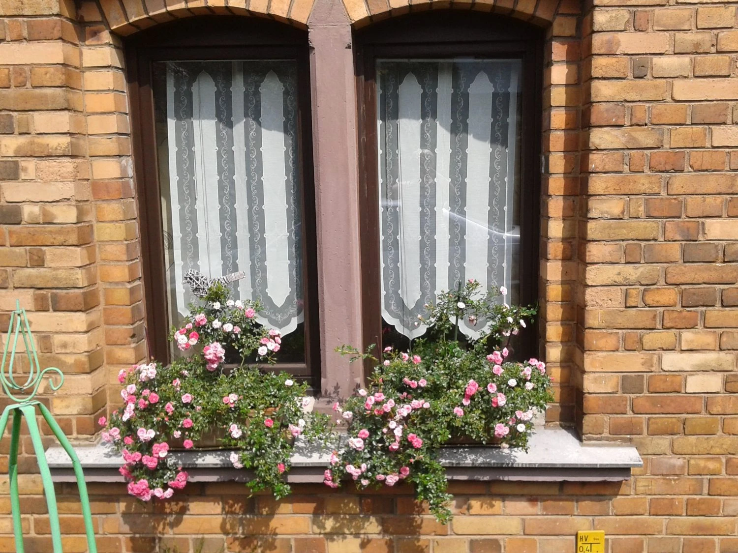 Bodendecker-Rose 'Knirps' ® 13 Bodendecker-Rose 'Knirps' ® – Bild 13