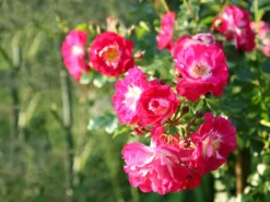 Bodendecker-Rose 'Lipstick' -Deutschland Garten Funk Verkaufs-Shop bodendeckerrose lipstick m092755 w 0