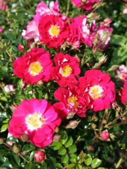 Bodendecker-Rose 'Lipstick' -Deutschland Garten Funk Verkaufs-Shop bodendeckerrose lipstick m092755 w 1