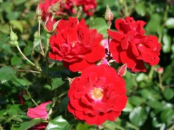 Bodendecker-Rose 'Mainaufeuer' ® 15 Bodendecker-Rose 'Mainaufeuer' ® -Deutschland Garten Funk Verkaufs-Shop bodendeckerrose mainaufeuer m002642 w 2
