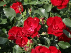 Bodendeckerrose 'Marondo' ® 17 Bodendeckerrose 'Marondo' ® -Deutschland Garten Funk Verkaufs-Shop bodendeckerrose marondo m120670 w 0