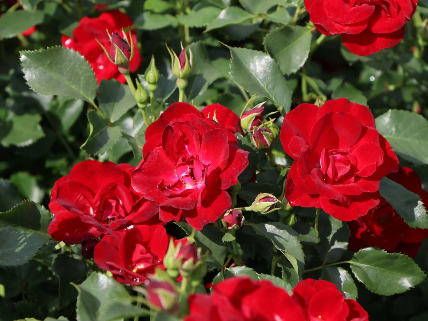 Bodendeckerrose 'Marondo' ® 7 Bodendeckerrose 'Marondo' ® – Bild 7