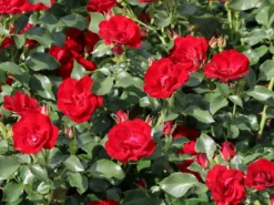 Bodendeckerrose 'Marondo' ® 20 Bodendeckerrose 'Marondo' ® -Deutschland Garten Funk Verkaufs-Shop bodendeckerrose marondo m120670 w 1