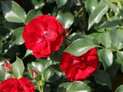 Bodendeckerrose 'Marondo' ® 15 Bodendeckerrose 'Marondo' ® -Deutschland Garten Funk Verkaufs-Shop bodendeckerrose marondo m120670 w 2