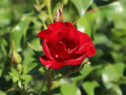 Bodendeckerrose 'Marondo' ® 19 Bodendeckerrose 'Marondo' ® -Deutschland Garten Funk Verkaufs-Shop bodendeckerrose marondo m120670 w 3