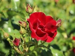 Bodendeckerrose 'Marondo' ® 21 Bodendeckerrose 'Marondo' ® -Deutschland Garten Funk Verkaufs-Shop bodendeckerrose marondo m120670 w 4