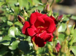 Bodendeckerrose 'Marondo' ® 13 Bodendeckerrose 'Marondo' ® -Deutschland Garten Funk Verkaufs-Shop bodendeckerrose marondo m120670 w 5