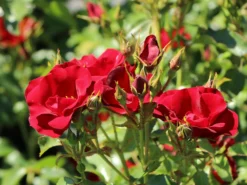 Bodendeckerrose 'Marondo' ® 16 Bodendeckerrose 'Marondo' ® -Deutschland Garten Funk Verkaufs-Shop bodendeckerrose marondo m120670 w 6