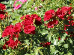 Bodendeckerrose 'Marondo' ® 18 Bodendeckerrose 'Marondo' ® -Deutschland Garten Funk Verkaufs-Shop bodendeckerrose marondo m120670 w 7