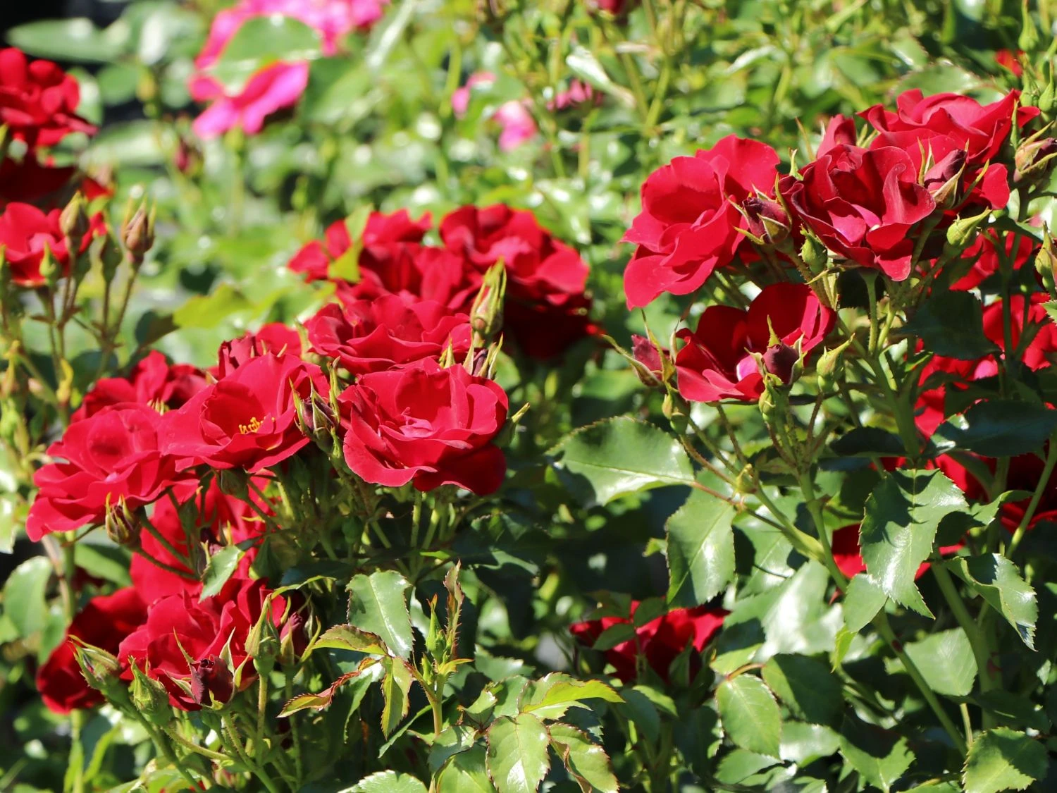 Bodendeckerrose 'Marondo' ® 8 Bodendeckerrose 'Marondo' ® – Bild 8