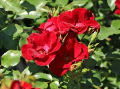 Bodendeckerrose 'Marondo' ® 14 Bodendeckerrose 'Marondo' ® -Deutschland Garten Funk Verkaufs-Shop bodendeckerrose marondo m120670 w 8