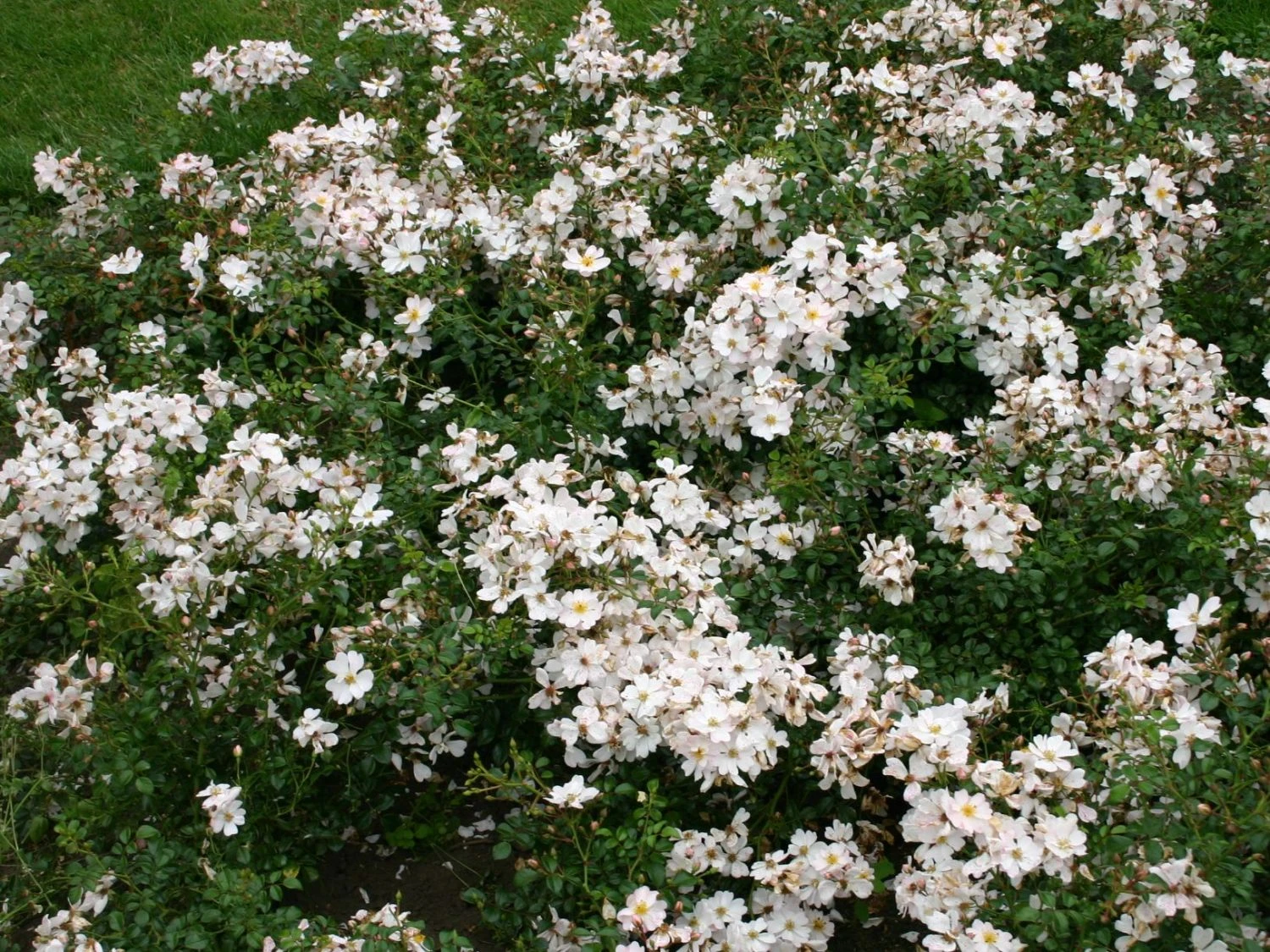 Bodendecker-Rose 'Medeo' ® 3 Bodendecker-Rose 'Medeo' ® – Bild 3